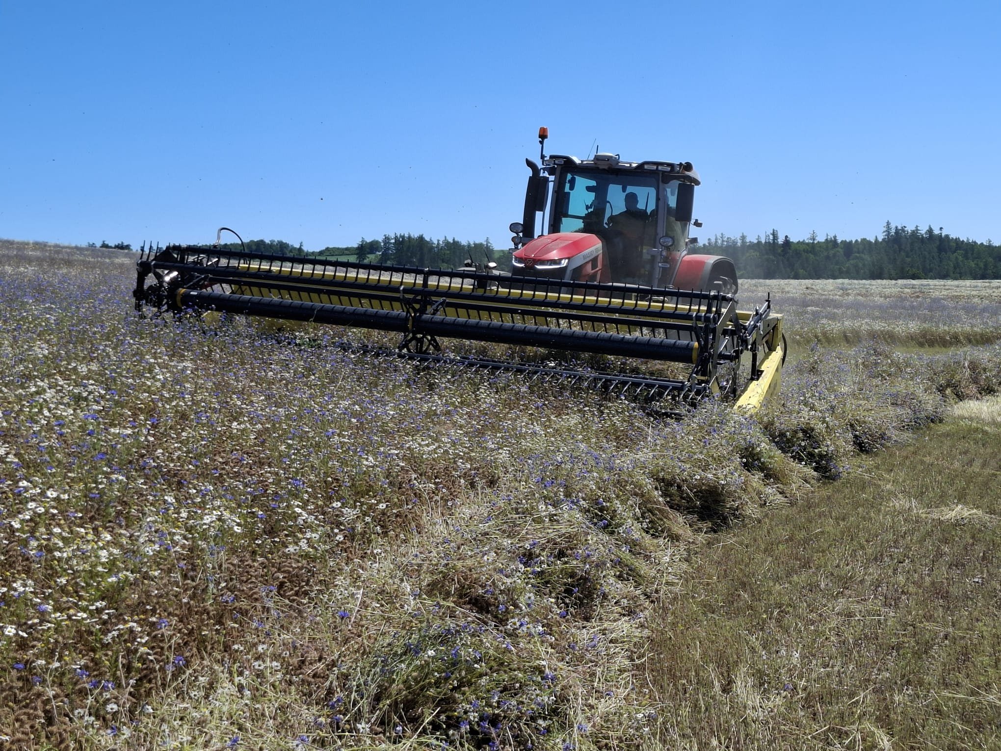 Ukázka techniky Massey Ferguson: IDEAL 9 s Airflexem i dvojfázová sklizeň s MF 8S