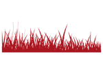 Sklizeň píce Sklizeň píce